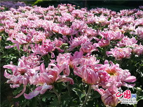 花海迎秋色，四萬(wàn)盆精品菊攜十萬(wàn)時(shí)令花卉扮靚濱城