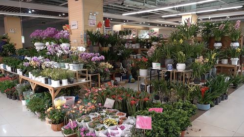 實(shí)探即將閉店的花卉市場(chǎng) 市民趁商家甩賣，提前購(gòu)置春節(jié)用品花卉